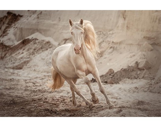 Kundenfoto 9 Sabine Klich - Fotografie