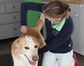 Kundenbild groß 1 Tierarztpraxis für Akupunktur und ganzheitliche Tiermedizin Dr. med.vet. Sinje Treuel-Janz