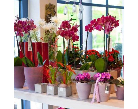 Kundenfoto 1 Blatt und Blüte Blumenfachgeschäft