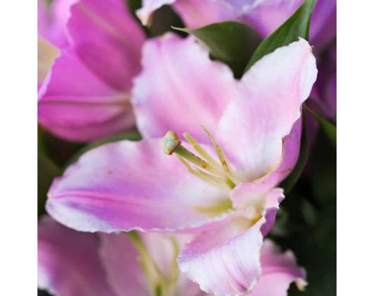 Kundenfoto 10 Blatt und Blüte Blumenfachgeschäft