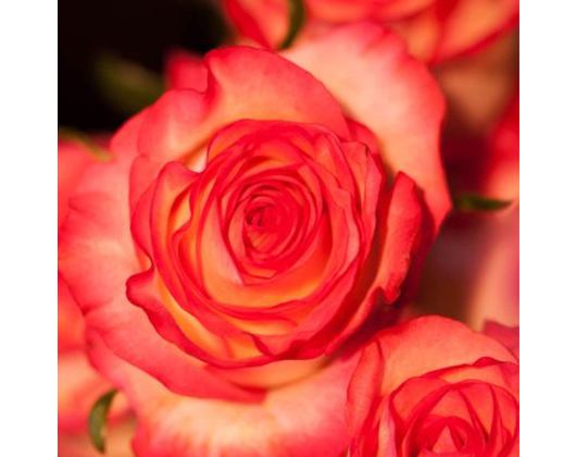 Kundenfoto 17 Blatt und Blüte Blumenfachgeschäft