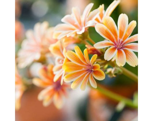 Kundenfoto 11 Blatt und Blüte Blumenfachgeschäft