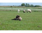 Kundenbild groß 7 Caritas Pflegedienst Emden