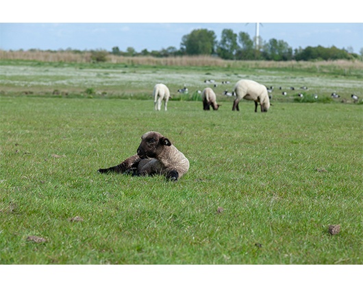 Kundenfoto 7 Caritas Pflegedienst Emden