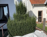 Kundenbild groß 4 Gartenservice Langner