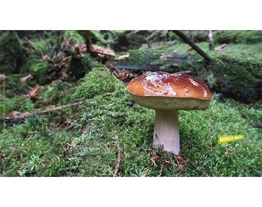 Kundenfoto 1 Landesbetrieb Wald u. Holz NRW