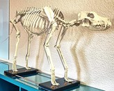 Kundenbild groß 2 Feel Pawsome Tierphysiotherapie