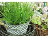 Kundenbild groß 4 Klatschmohn Blumenfachgeschäft Inh. Gabriela Melloh Floristik