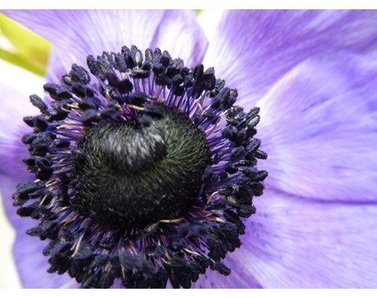 Kundenfoto 6 Klatschmohn Blumenfachgeschäft Inh. Gabriela Melloh Floristik