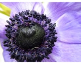 Kundenbild groß 6 Klatschmohn Blumenfachgeschäft Inh. Gabriela Melloh Floristik