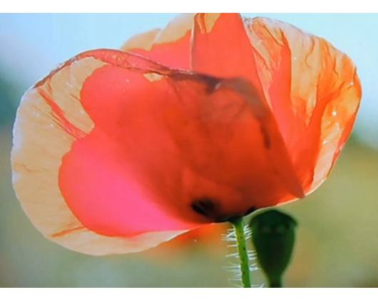 Kundenfoto 5 Klatschmohn Blumenfachgeschäft Inh. Gabriela Melloh Floristik
