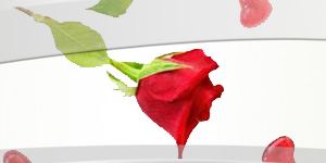 Kundenlogo von Blumen Elberg