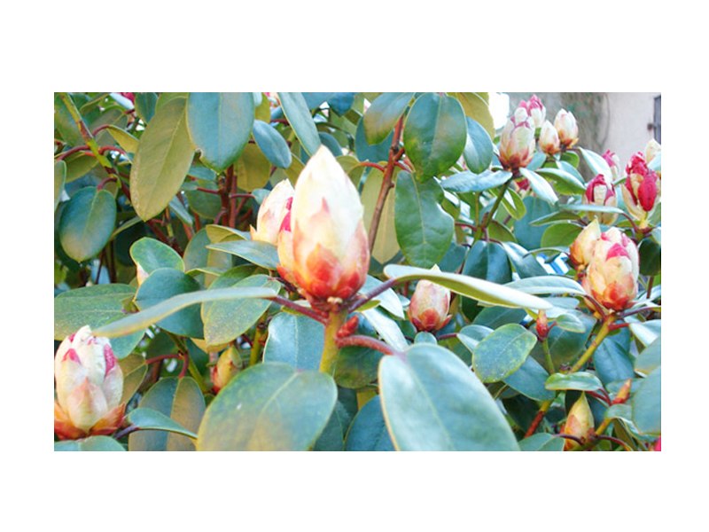 Kundenbild klein 2 Praktikus e.K. Matthias Beyer Garten- und Landschaftsbau