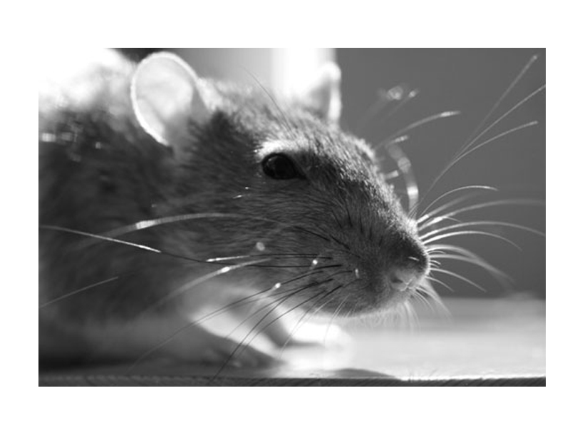 Nitor GmbH aus Trittau Nitor GmbH aus Trittau