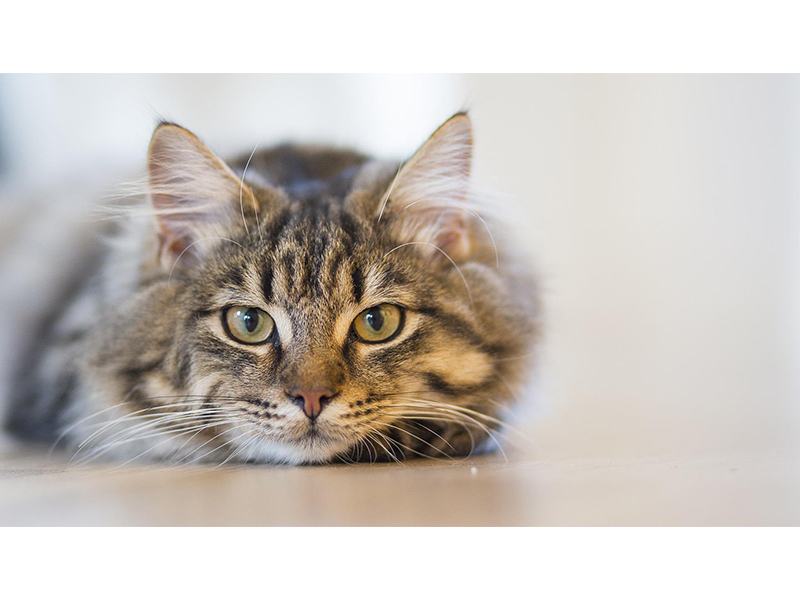 Moin Katze Cindy Lembke aus Neumünster Moin Katze Cindy Lembke aus Neumünster