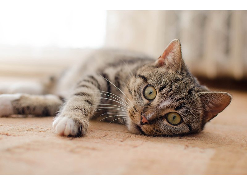 Moin Katze Cindy Lembke aus Neumünster Moin Katze Cindy Lembke aus Neumünster