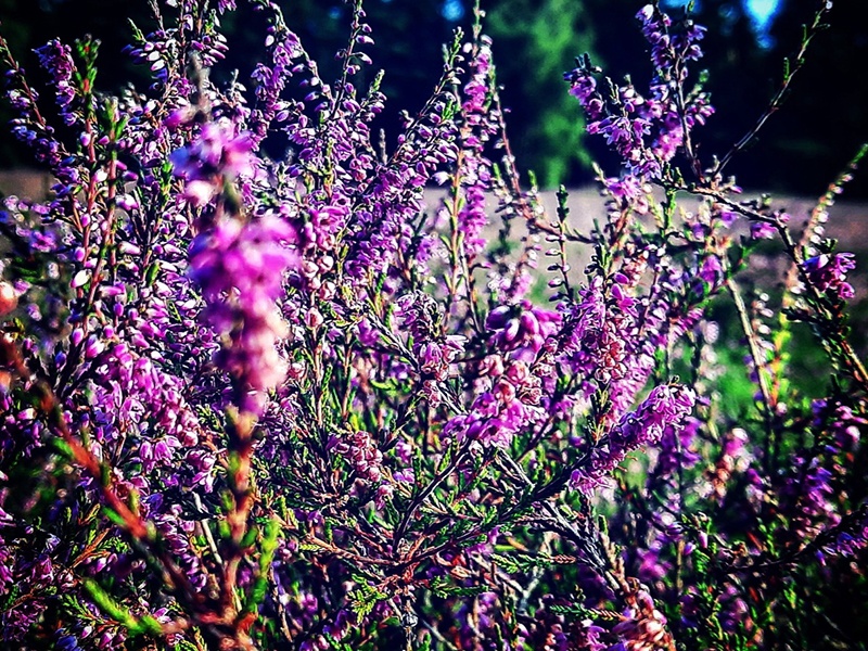 MuD Haus & Gartenservice GbR aus Felde