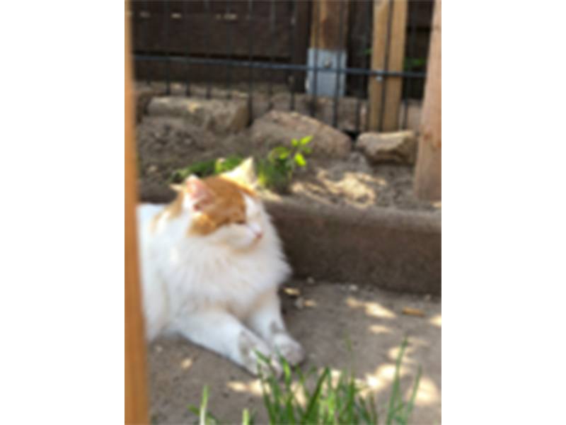 Katzenpension Katzenstube Am aus Bad Schwartau Katzenpension Katzenstube Am aus Bad Schwartau