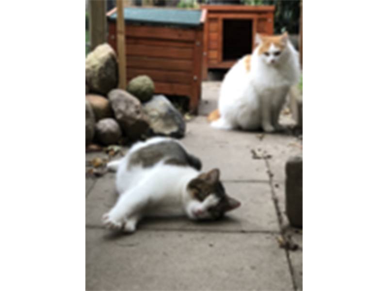 Katzenpension Katzenstube Am aus Bad Schwartau Katzenpension Katzenstube Am aus Bad Schwartau