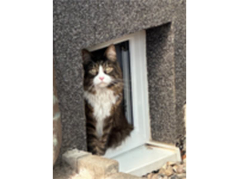Katzenpension Katzenstube Am aus Bad Schwartau Katzenpension Katzenstube Am aus Bad Schwartau