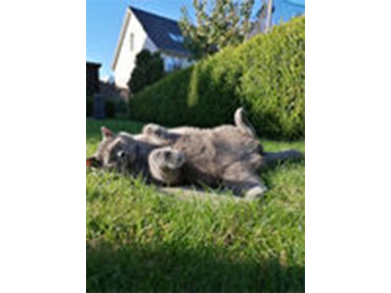 Katzenpension Katzenstube Am aus Bad Schwartau Katzenpension Katzenstube Am aus Bad Schwartau