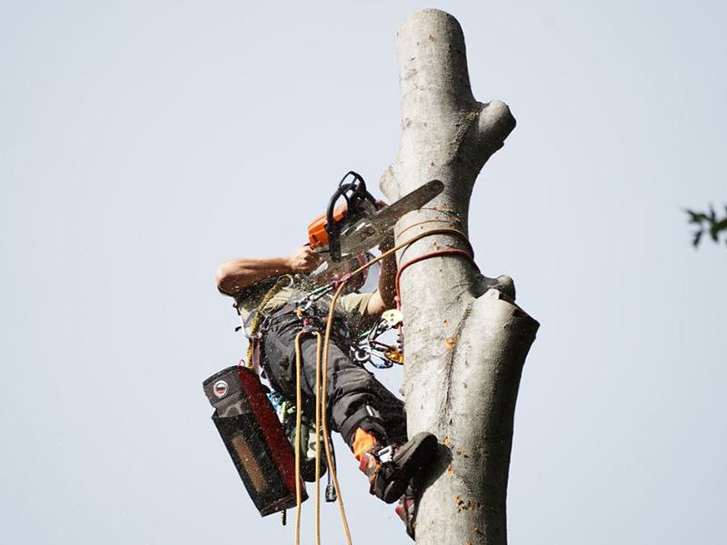 Baumpflege Straesser aus Ahrensburg