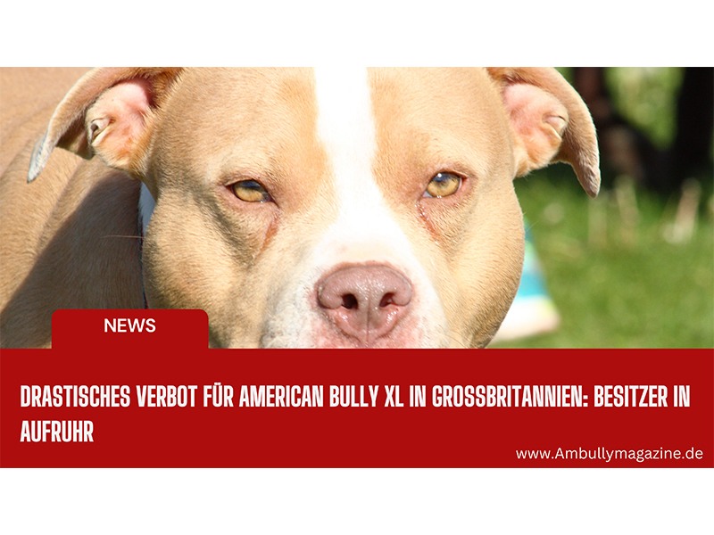 Bullyion American Bully Magazine aus Winsen