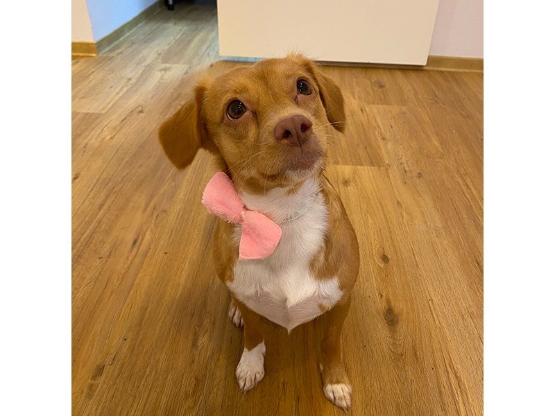 Wuff & Style Hundesalon aus Wedel