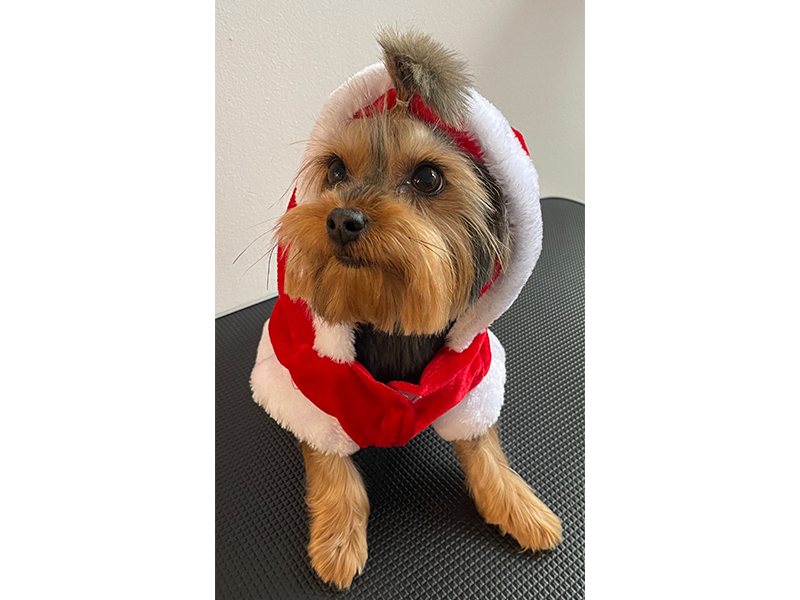 Wuff & Style Hundesalon aus Wedel