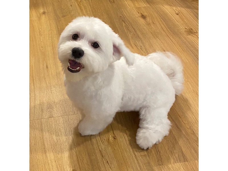 Wuff & Style Hundesalon aus Wedel