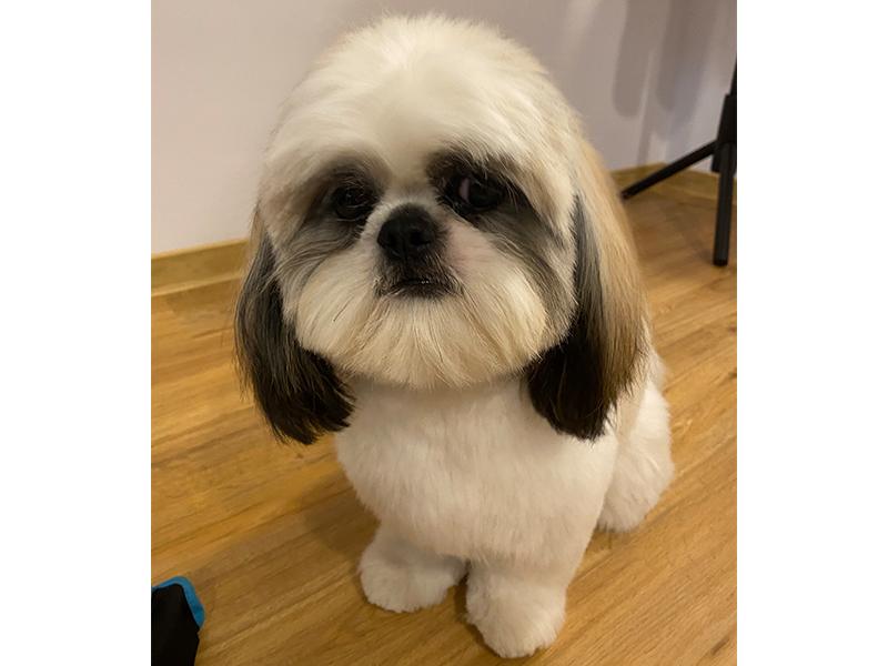 Wuff & Style Hundesalon aus Wedel