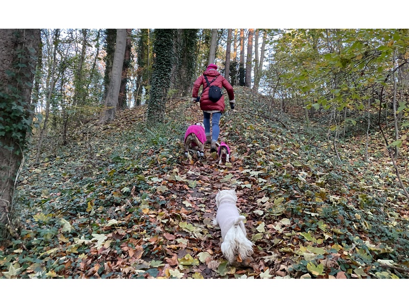 Tamimo Dogs Hundebetreuung aus Hamburg Tamimo Dogs Hundebetreuung aus Hamburg