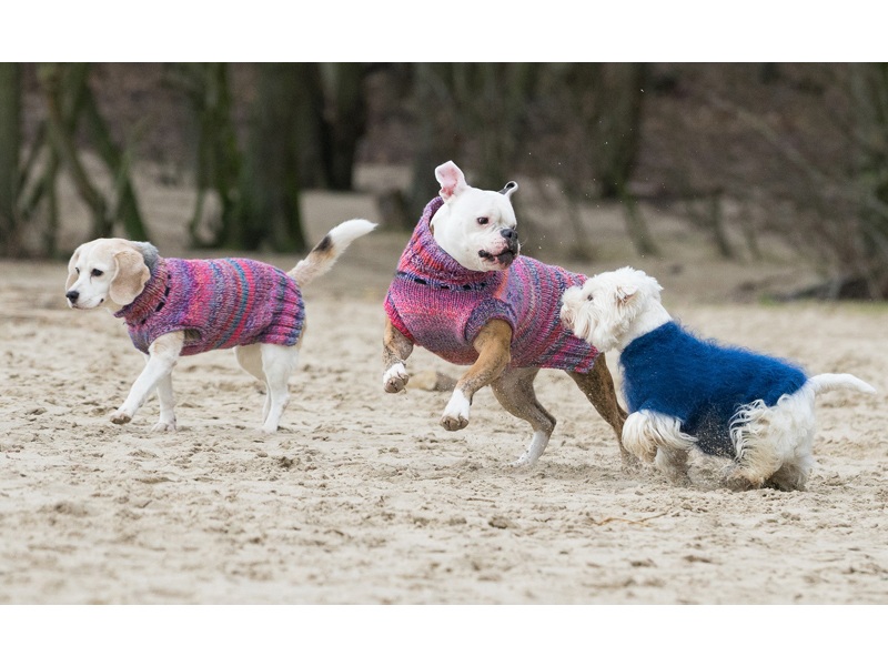 Tamimo Dogs Hundebetreuung aus Hamburg