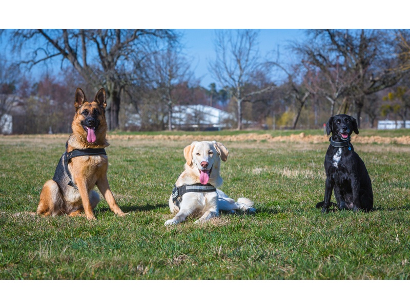 Tamimo Dogs Hundebetreuung aus Hamburg