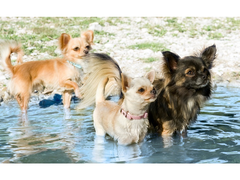 Tamimo Dogs Hundebetreuung aus Hamburg Tamimo Dogs Hundebetreuung aus Hamburg