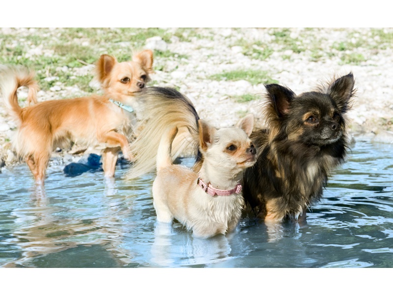 Tamimo Dogs Hundebetreuung aus Hamburg