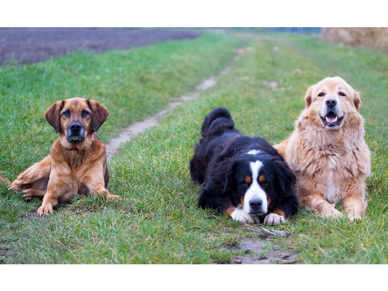 Tamimo Dogs Hundebetreuung aus Hamburg