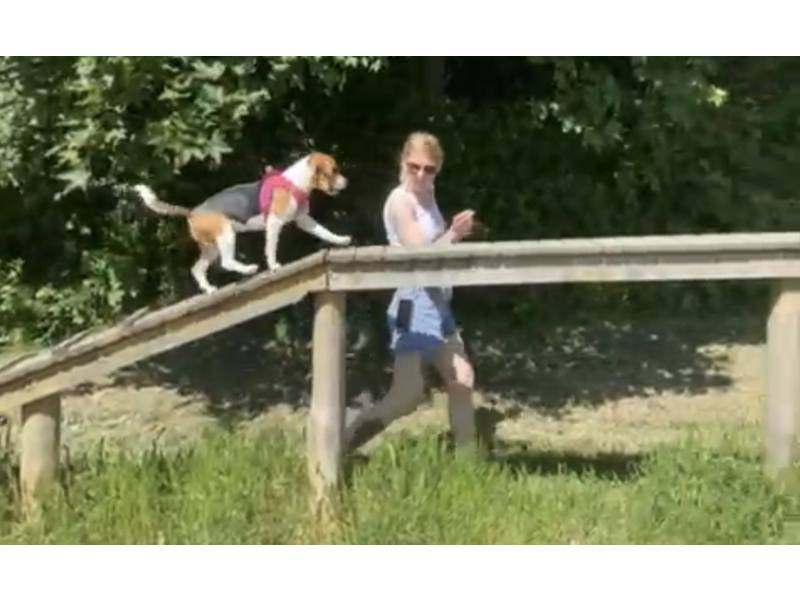 Tamimo Dogs Hundebetreuung aus Hamburg Tamimo Dogs Hundebetreuung aus Hamburg