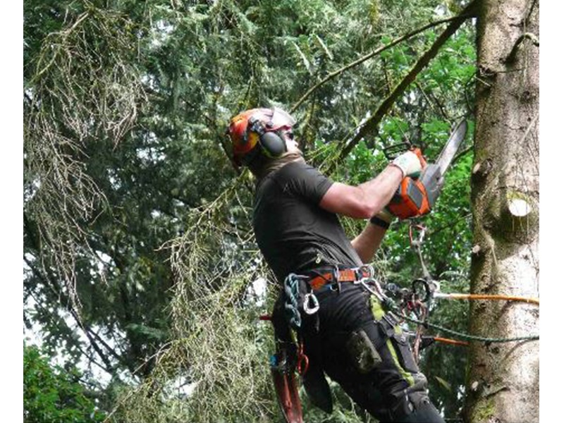 Arbor Vita Baumpflege Arbor Vita Baumpflege