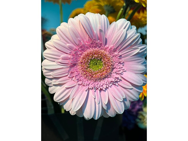 Hanse Blumen aus Hamburg