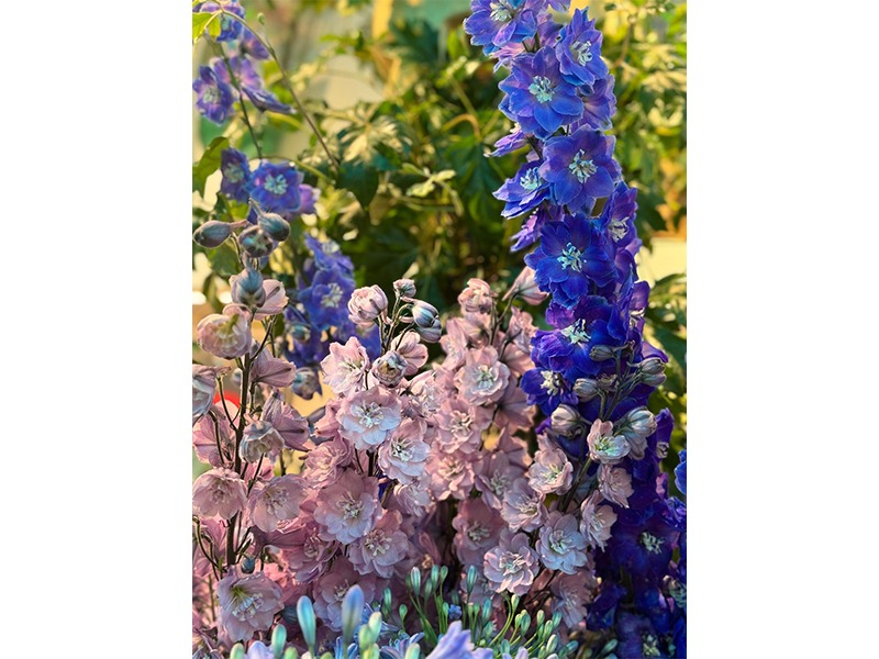 Hanse Blumen aus Hamburg