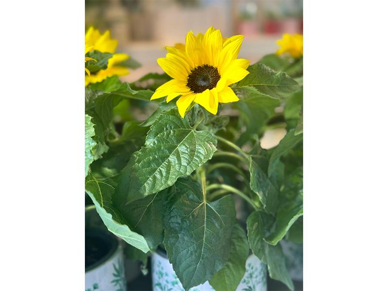 Hanse Blumen aus Hamburg