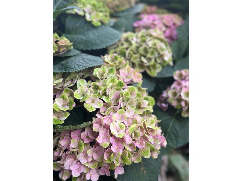 Hanse Blumen aus Hamburg