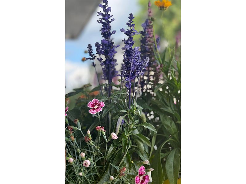 Hanse Blumen aus Hamburg