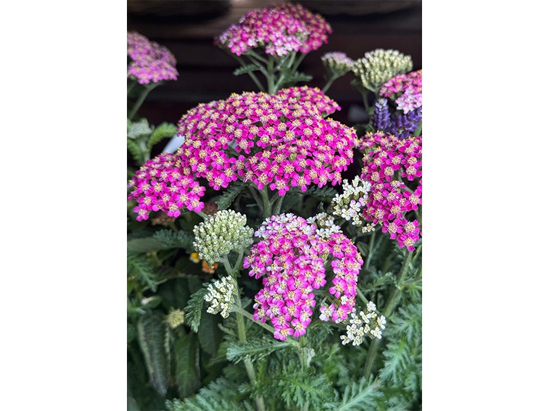 Hanse Blumen aus Hamburg