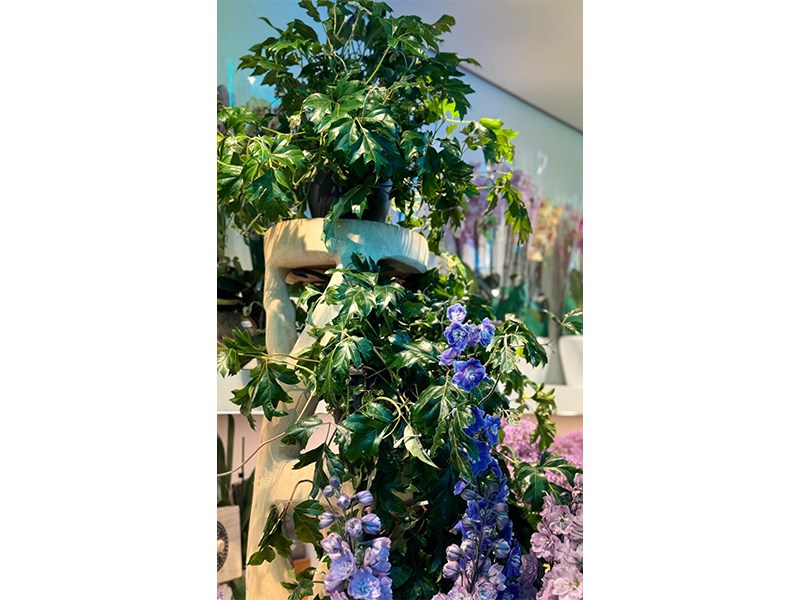 Hanse Blumen aus Hamburg
