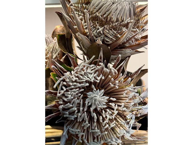 Hanse Blumen aus Hamburg