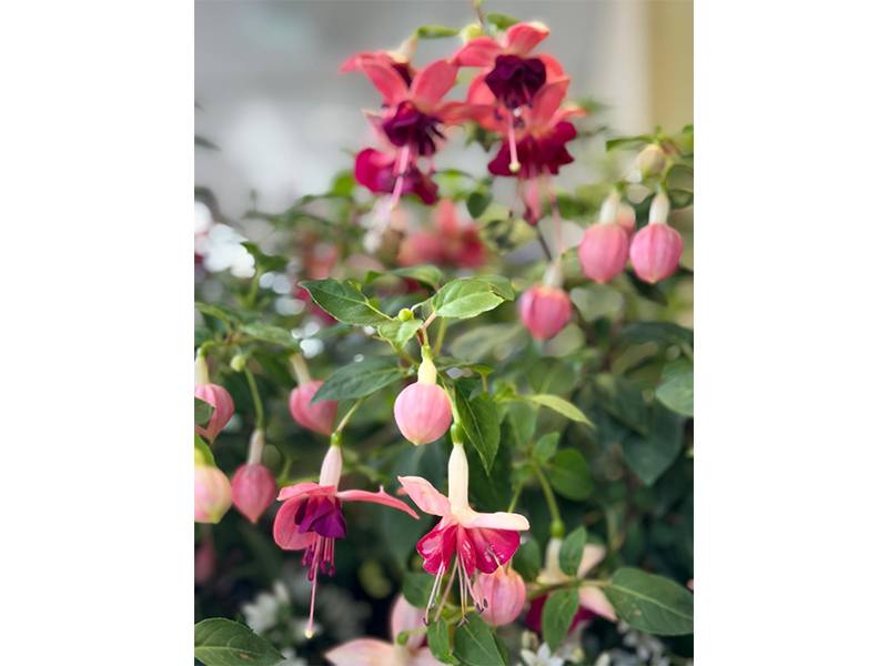 Hanse Blumen aus Hamburg