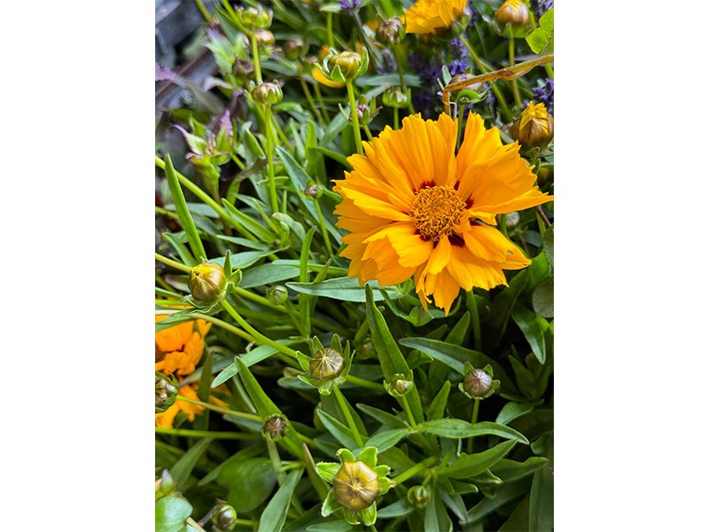 Hanse Blumen aus Hamburg