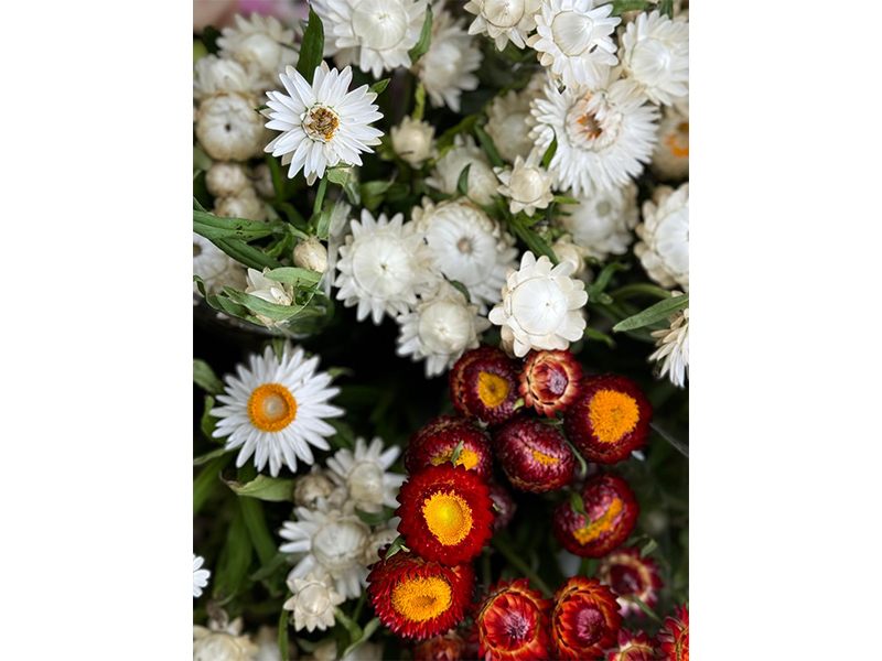 Hanse Blumen aus Hamburg
